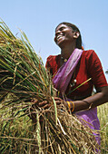 5276  INDIA - FARMING  WOMAN HARVESTING RICE  KARNATAKA