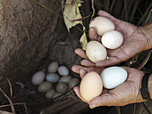 HONDURAS  Chicken eggs  Chickens were provided by a project to raise nutrition levels in the rural areas  Marcala