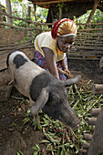 UGANDA  In the home of farmer and farmers group animator of Caritas Lugazi, Najjemba Teopista, Kasaayi village, Kayunga District  Teopista feeding pig