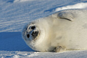 Harp Seal (Phoca groenlandica), pup. Magdalen Islands, Quebec, Canada