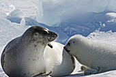 Harp Seal (Phoca groenlandica), female and pup. Magdalen Islands, Quebec, Canada