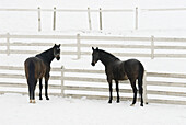 Two horses standing by a fence in snow covered field, Sun Peaks, BC, Canada