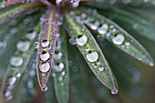 Canada, BC, Ladner  Waterdrops on euphorbia plant in residential garden