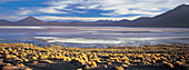 Laguna Colorada shallow salt lake, Bolivia