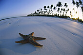 Starfish on beach, Zanzibar, Tanzania