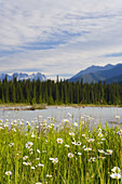 Wild Daisys (Bellis perennis) & The Rockies, Kootenay National Park, British Colombia, Canada