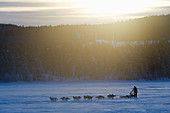 Dog Sledge in winter. Jokkmokk, Northern Sweden