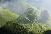 Misty valley & sheep on hillside, Wotton Under Edge, Gloucestershire, UK