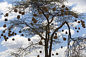 Weaver bird nests, Samburu, Kenya