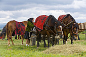 Women at market with horses, Sighetu Marmatiei, Maramures, Romania