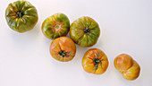 Tomatoes Raf