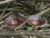 Basidiomycetes, Brown, Button musroom, Cap, Caps, Champignon, Champignons, Cinnamon, Class, Color, Colour, Coloured, Coltricia, Common, Concentrically, Dark, Depressed, Design, Edge, Embranchement, Flat, Form, Forms, Fruitbodies, Fruits, Fungi, Fungus, Fu