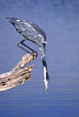 The Grey Heron Ardea cinerea
