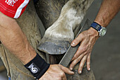Farrier filing the foot of a horse