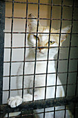 Assagao Goa, India, a cat recovering at the International Animal Rescue center