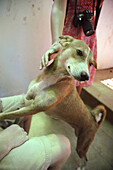 Assagao goa, India, a crippled dog at the International Animal Rescue center