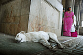 Mumbai India, dog sleeping at the entrance of Victoria station