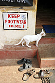 Ponda Goa, India, cat and shoes at the Manguesh Temple