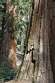 Mariposa Grove National Park Yosemite, California, sequoias