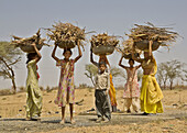 Young Women Carrying Wood, Farmers, Central Rajasthan, India