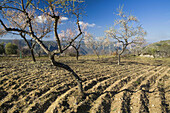 Almond trees. Mieza, Arribes del Duero natural Park, Salamanca province. Castile-Leon. Spain