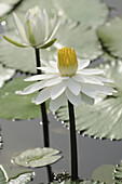 White Water lilies