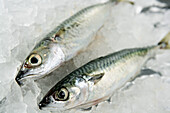 Two mackerel in ice