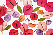 Jacarande, Lilac and Bouganvillea flower petals transparency