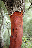 Cork oak red trunk