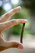 Man hand with a dry stick on his fingers