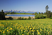 View over meadow with dandelion to mountain lake, Allgaeu, Bavaria, Germany