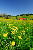 Löwenzahnwiese mit  Bauernhof im Hintergrund, Allgäu, Bayern, Deutschland
