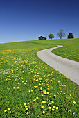 Schmale Straße durch Löwenzahnwiese, Allgäu, Bayern, Deutschland