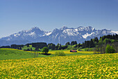 Blick über Löwenzahnwiese auf Tannheimer Berge, Allgäu, Bayern, Deutschland