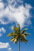 Palm tree under clouded sky, Nuku'alofa, Tongatapu, Tonga, South Pacific, Oceania