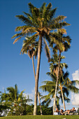 Paar auf Sonnenliegen unter Palmen im Le Meridien Tahiti Resort, Papeete, Tahiti, Gesellschaftsinseln, Französisch Polynesien, Südsee, Ozeanien