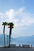 Zwei Bänke unter Palmen mit Blick auf Lago Maggiore, Ascona, Lago Maggiore, Tessin, Schweiz