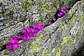 Alpenprimel wächst in Spalt eines Granitfelsen, Cima Trosa, Tessiner Alpen, Tessin, Schweiz