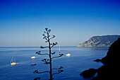 Blick auf Küstenlandschaft und Meer unter blauem Himmel, Cinque Terre, Ligurien, Italienische Riviera, Italien, Europa