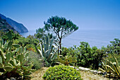 Vegetation an der Felsküste bei Riomaggiore, Cinque Terre, Ligurien, Italienische Riviera, Italien, Europa