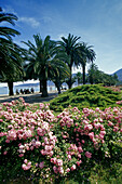 Palmen an der Hafenpromenadeunter blauem Himmel, La Spezia, Italienische Riviera, Ligurien, Italien, Europa