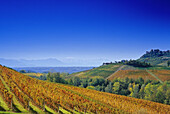 View over vineyards to the alps under blue sky, Piedmont, Italy, Europe