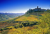 Weinberg vor Castiglione Falletto unter blauem Himmel, Piemont, Italien, Europa