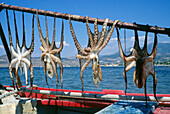 Drying calamary in the sunlight, Lesbos island, Greece, Europe