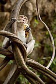 Thailand, monkey