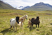 Iceland pony, Iceland