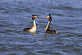 Great Crested Grebe (Podiceps cristatus)