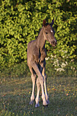 Horse foal. Skane, Sweden