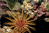 Sea Urchin.  Veracruz, Mexico