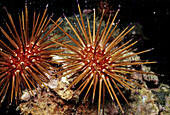 Sea Urchin. Veracruz, Mexico